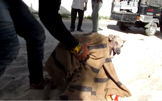 ▲靈魂破碎...石化狗被撫摸哀傷痛哭　救援後變美也愛笑了。（圖／翻攝自Animal Aid Unlimited, India Youtube）