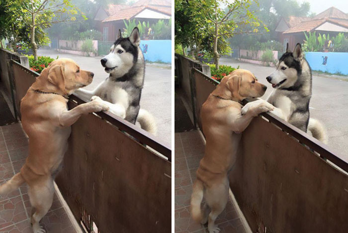 ▲▼兩隻狗狗的友誼，哈士奇一找到機會就找黃金抱抱。（圖／翻攝自FB，Oranit Kittragul）