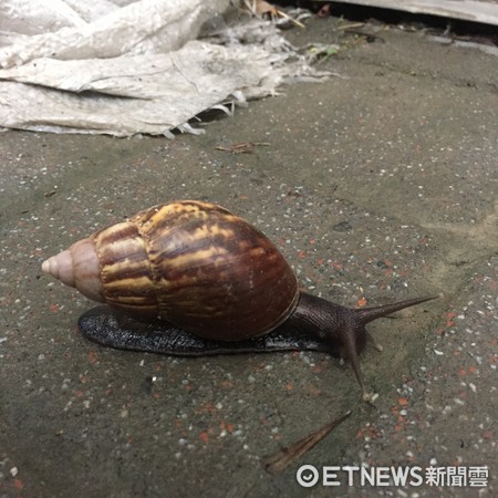 ▲大雨過後，蝸牛通通跑出來囉！（圖/記者陳弘修攝）