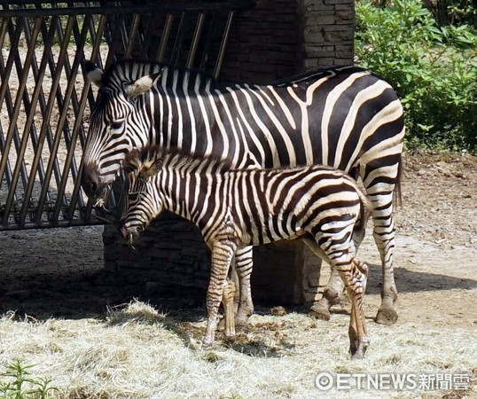 ▲查普曼斑馬寶寶芳文。（圖／台北市立動物園提供）