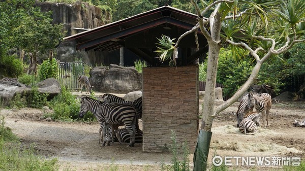 ▲查普曼斑馬寶寶芳文。（圖／台北市立動物園提供）