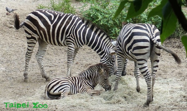 ▲▼查普曼斑馬梅芳與芳文。（圖／取自台北市立動物園官網。）