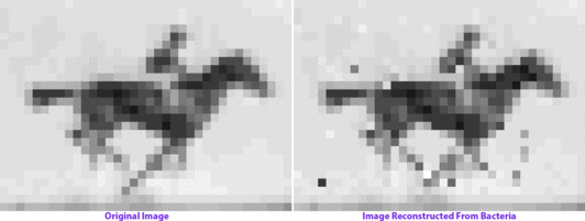 原始的影像（左）存入DNA之後重新讀取（右），準確度達90%。（Seth Shipman）