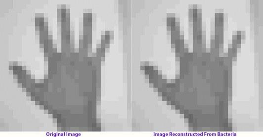 攝影家邁布里奇拍攝的手掌原圖（左），從DNA儲存訊息還原的圖像（右）。（Seth Shipman）
