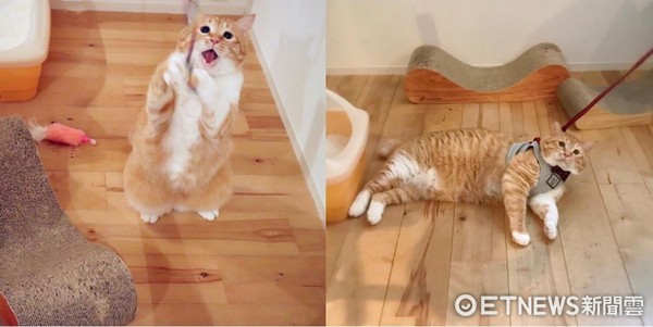 天生無辜臉！橘胖貓「Guppy」。(圖／Instagram／gupitaro提供。)