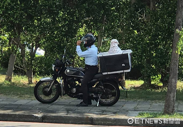 ▲專車接送散步！怕狗寶貝「再曬黑」　暖爸幫牠戴遮陽帽。（圖／網友林青蓉‎授權提供）