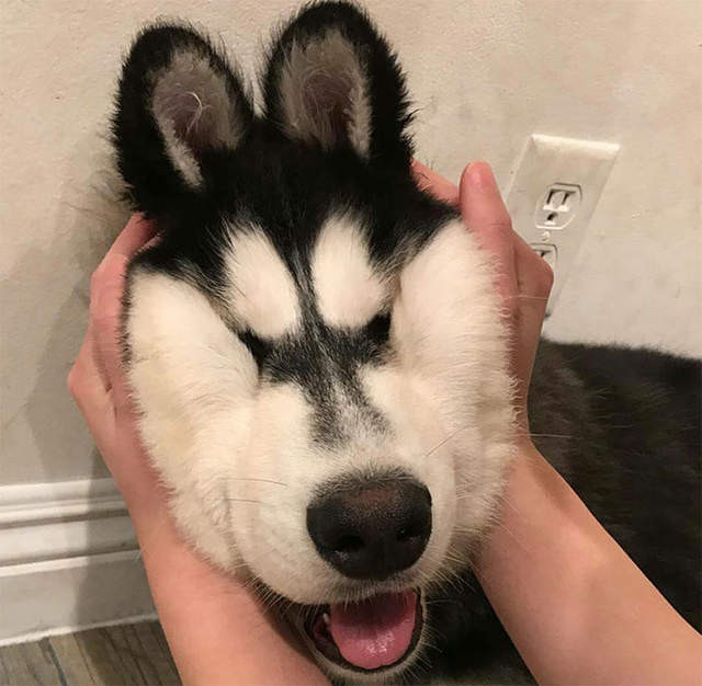 延展性極佳的狗狗嘴皮（圖／網路翻拍）http://www.boredpanda.com/squishy-dog-cheeks/?afterlogin=savevote&post=880100&score=-1