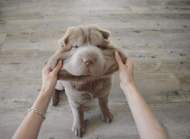 延展性極佳的狗狗嘴皮（圖／網路翻拍）http://www.boredpanda.com/squishy-dog-cheeks/?afterlogin=savevote&post=880100&score=-1