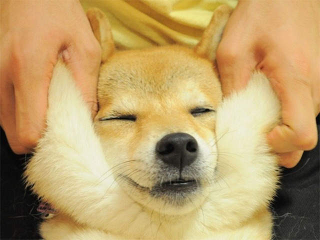 延展性極佳的狗狗嘴皮（圖／網路翻拍）http://www.boredpanda.com/squishy-dog-cheeks/?afterlogin=savevote&post=880100&score=-1