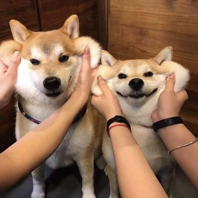 延展性極佳的狗狗嘴皮（圖／網路翻拍）http://www.boredpanda.com/squishy-dog-cheeks/?afterlogin=savevote&post=880100&score=-1