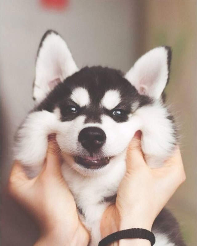 延展性極佳的狗狗嘴皮（圖／網路翻拍）http://www.boredpanda.com/squishy-dog-cheeks/?afterlogin=savevote&post=880100&score=-1