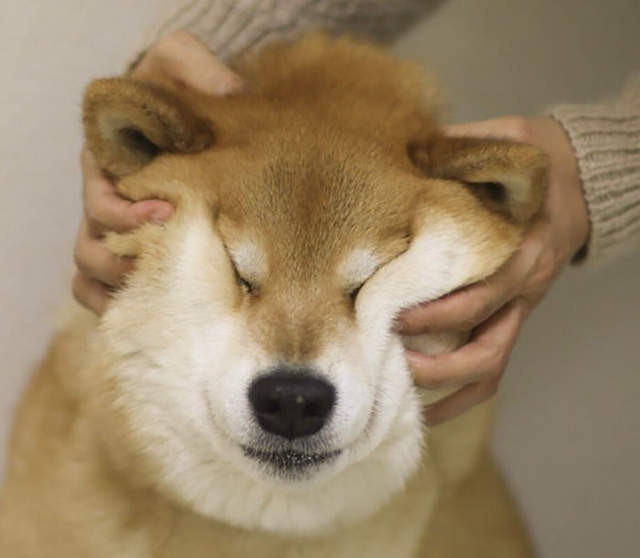 延展性極佳的狗狗嘴皮（圖／網路翻拍）http://www.boredpanda.com/squishy-dog-cheeks/?afterlogin=savevote&post=880100&score=-1