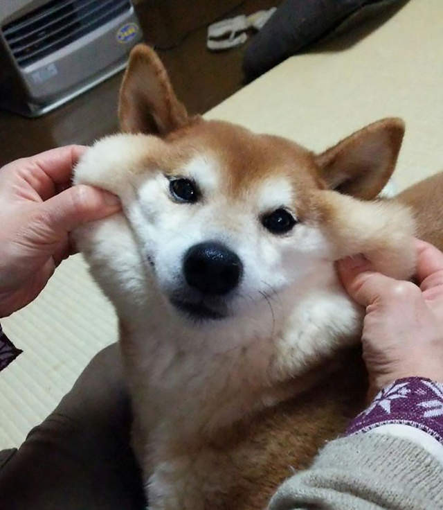 延展性極佳的狗狗嘴皮（圖／網路翻拍）http://www.boredpanda.com/squishy-dog-cheeks/?afterlogin=savevote&post=880100&score=-1