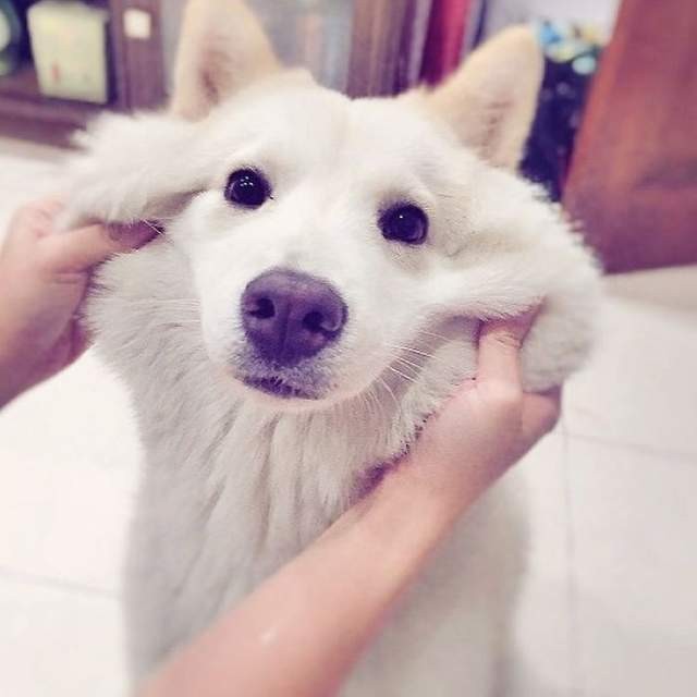 延展性極佳的狗狗嘴皮（圖／網路翻拍）http://www.boredpanda.com/squishy-dog-cheeks/?afterlogin=savevote&post=880100&score=-1