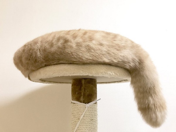 喵星人窩在貓跳台上休息，以為是圍巾。（圖／翻攝自Twitter@sisikuku）