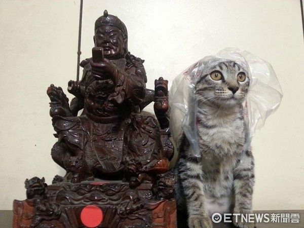 ▲▼要成全嗎...開門看到貓咪正坐關公旁　還自己戴了頭紗。（圖／網友潘鈺臻授權提供）
