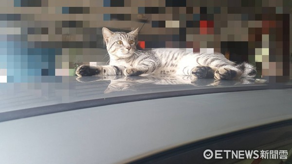 ▲▼要成全嗎...開門看到貓咪正坐關公旁　還自己戴了頭紗。（圖／網友潘鈺臻授權提供）