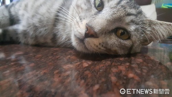 ▲▼要成全嗎...開門看到貓咪正坐關公旁　還自己戴了頭紗。（圖／網友潘鈺臻授權提供）