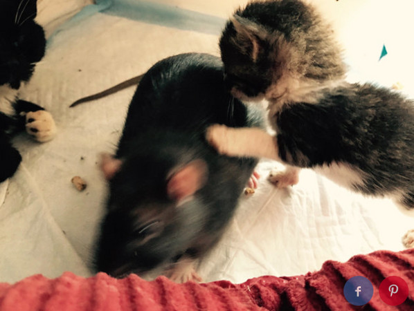 （圖／翻攝自IG：catcafebk）