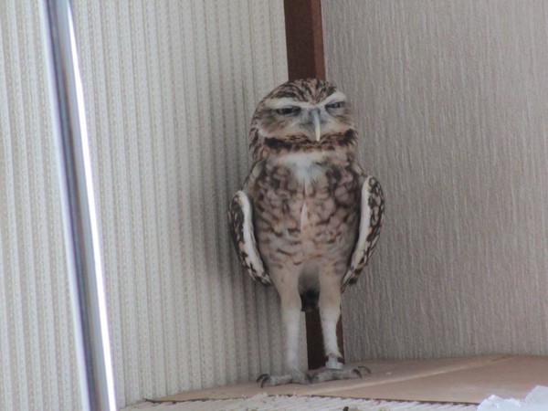 一位日本網友@midorina_o在推特上貼出一系列療癒照片,他所飼養的貓頭鷹 「豆」,因為不滿夏天的酷熱,所以擺出一副「厭世臉」,但只要冷氣開下的那一刻,牠就秒變「大眼仔」萌翻許多網友。(圖/翻攝自みどり~な推特)