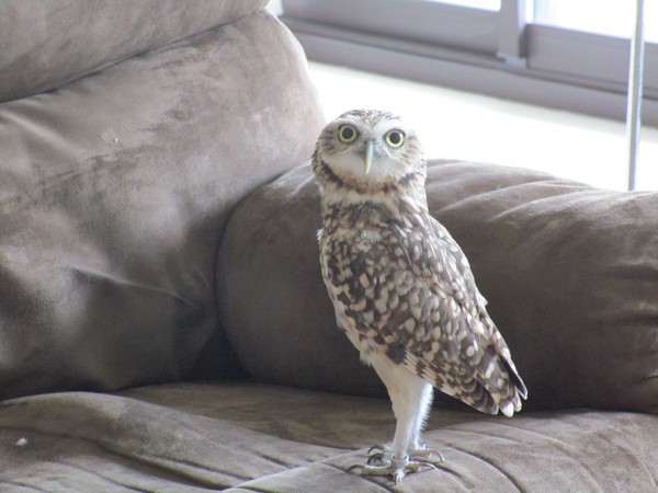 一位日本網友@midorina_o在推特上貼出一系列療癒照片,他所飼養的貓頭鷹 「豆」,因為不滿夏天的酷熱,所以擺出一副「厭世臉」,但只要冷氣開下的那一刻,牠就秒變「大眼仔」萌翻許多網友。(圖/翻攝自みどり~な推特)