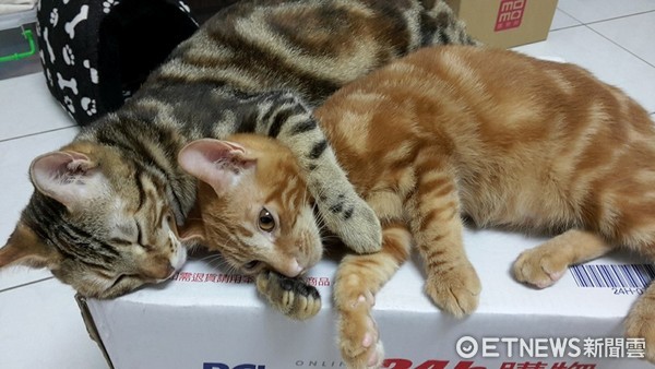 帥氣喵星人叮叮手靠紙箱外。(圖/網友陳亮均提供,請勿隨意翻拍,以免侵權。)