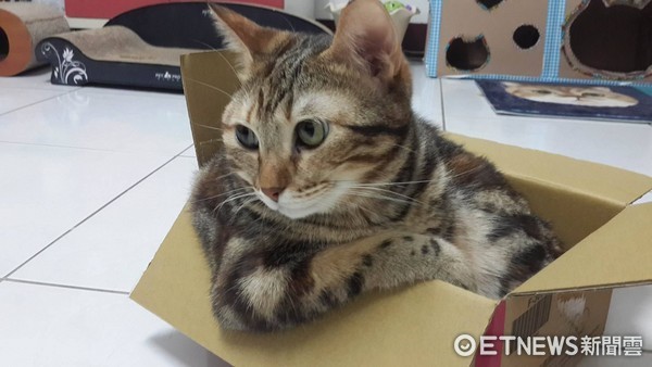 帥氣喵星人叮叮手靠紙箱外。(圖/網友陳亮均提供,請勿隨意翻拍,以免侵權。)