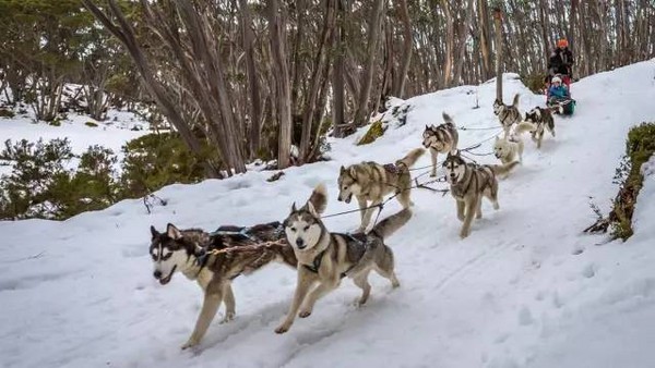 ▲墨爾本滑雪場。（圖／維多利亞旅遊局提供）