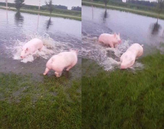 ▲小豬在水池中突然暴衝，模樣超級可愛。（圖／翻攝自Kymber Sand臉書）