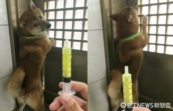 ▲吃藥藥囉！柴柴害怕狂躲　塞門邊「驚恐回眸」：放我出去～。（圖／網友ＸＸＸ提供）