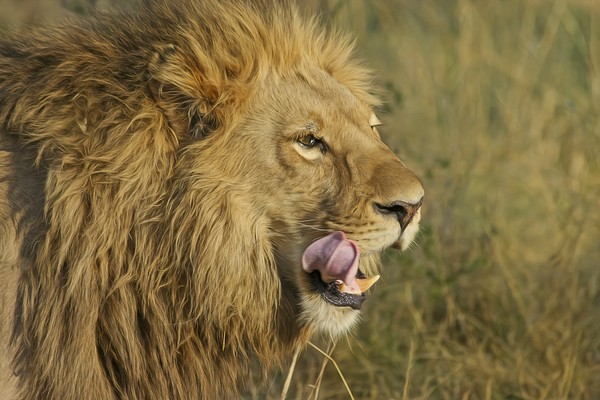 辛巴威驚傳女童遭獅子叼走身亡的意外。（圖庫／pixabay）