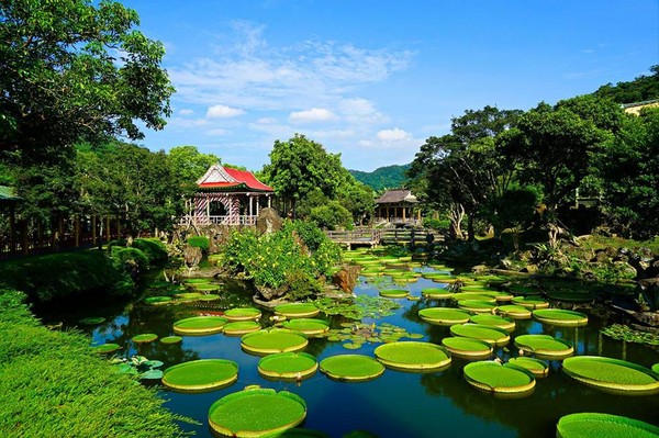 ▲雙溪大王蓮花。（圖／臺北市觀光傳播局台北旅遊網提供，高讚賢攝）