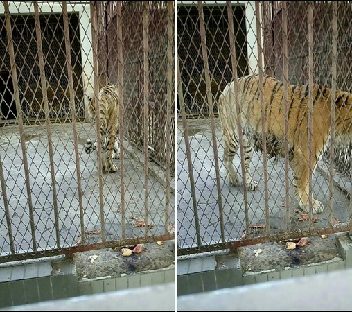 ▲▼河南許昌西湖公園動物園傳出虐待動物，園內的獅子、老虎、熊瘦得皮包骨。（圖／翻攝自亞洲善待動物組織）