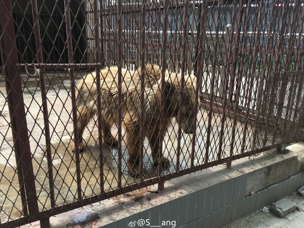 ▲▼河南許昌西湖公園動物園傳出虐待動物，園內的獅子、老虎、熊瘦得皮包骨。（圖／翻攝自S___ang微博）