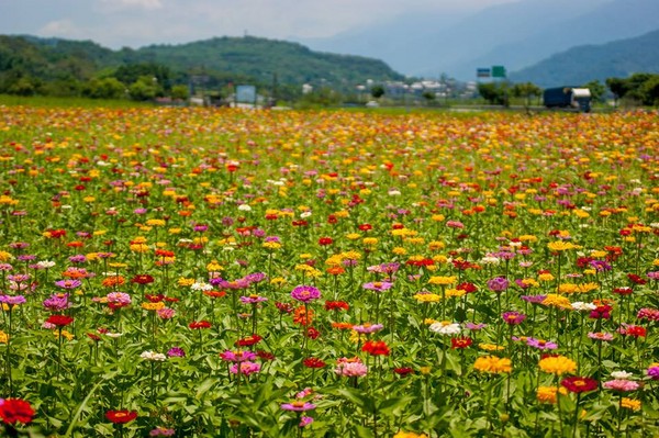 ▲▼花蓮富里百日草花海。（圖／取自花東縱谷國家風景區管理處臉書專頁）