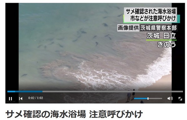 恐怖！海水浴場出現30隻鯊魚　茨城出動無人機戒備。（圖／翻攝自日本《NHK》網站）