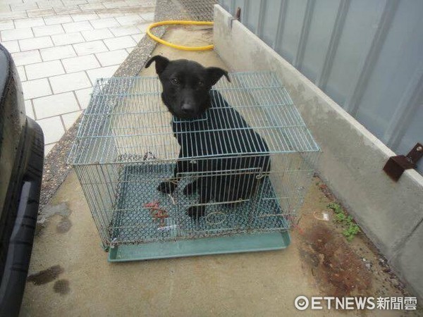 ▲▼太乖不會顧家...小黑被放後車廂　主人「壓牠頭塞進籠」。（圖／王小姐授權提供）