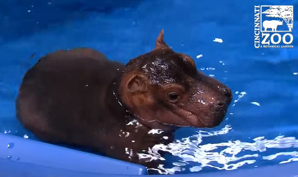 ▲小河馬胖嘟嘟抱不動...　動物園搭滑水道讓牠「用溜的」。（圖／翻攝自Cincinnati Zoo YouTube）