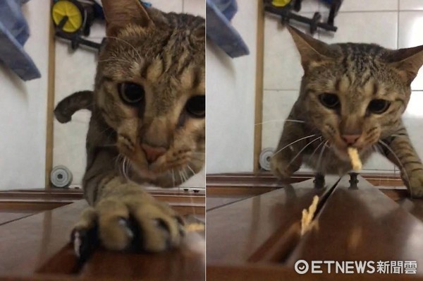 ▲▼竟然還會爬牆術!為了吃點心 虎斑貓彈跳直逼天花板。(圖/網友吳炫辰授權提供)