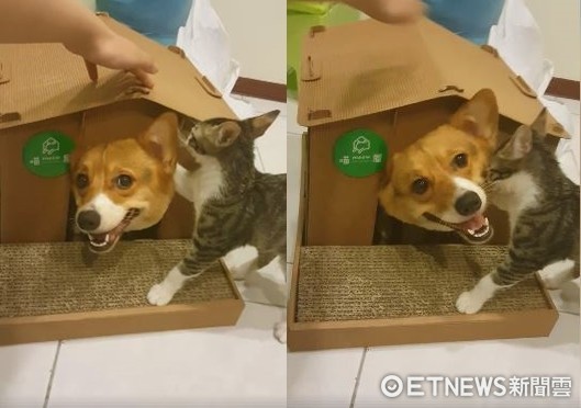 ▲拆房子啦！柯基硬擠貓屋　被媽叫出來「大屁屁」還卡一下。（圖／網友廖珮涵提供）