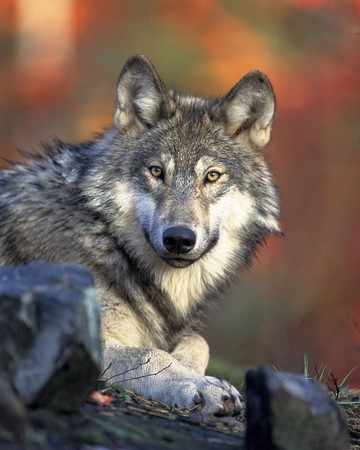 ▲狼又名灰狼，世界自然保育聯盟瀕危物種名錄將其列為無危(LC)。（圖／攝自維基百科）