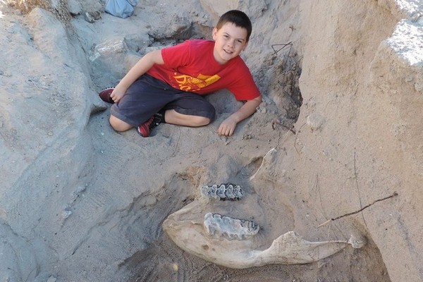 ▲▼男孩跌倒意外發現珍貴120年化石。（圖／翻攝自推特BokassaRicketts）