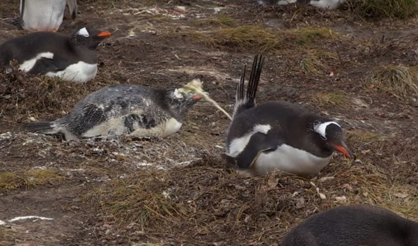 白目企鵝朝夥伴臉上「噴屎」。（圖／翻攝自YouTube@Penguins International）
