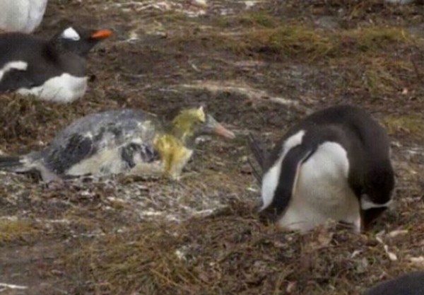 白目企鵝朝夥伴臉上「噴屎」。（圖／翻攝自YouTube@Penguins International）