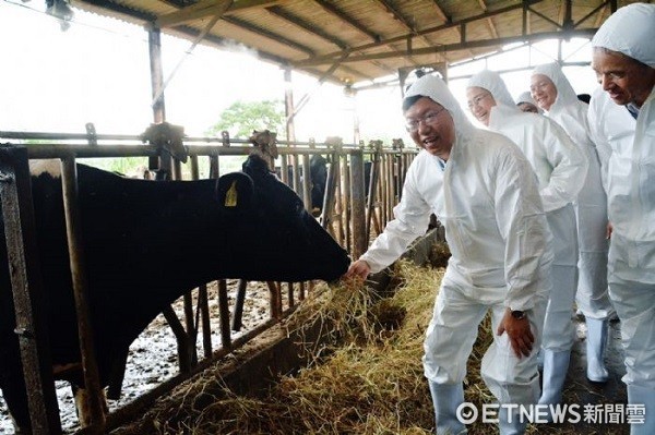 ▲鄭文燦市長餵養種牛，允諾協助解決畜牧問題。（圖／桃園市政府提供）