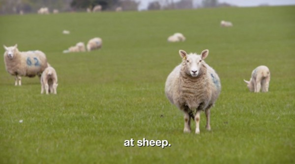 ▲▼史上最枯燥電影《Baa Baa Land》內容全是羊漫步在草地上的畫面。（圖／翻攝自calmdotcom YouTube）