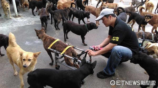 潘杰製造寵物輪椅，讓癱瘓毛孩再次奔跑。（圖／授權自凌均貓狗輪椅粉絲專頁）