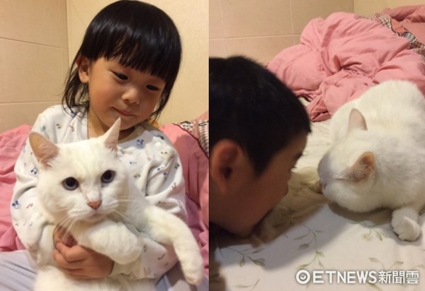 ▲貓咪「阿咪」被迫跟小奴才玩耍。（圖／網友Hsu Yun Hsuan‎提供，請勿隨意翻拍，以免侵權。）