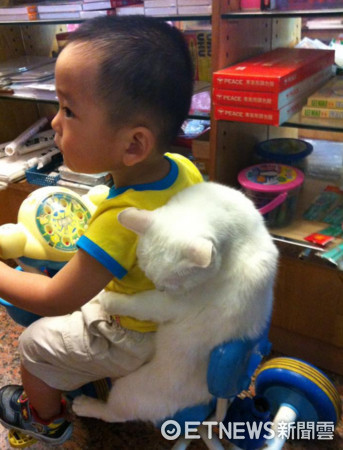 ▲貓咪「阿咪」被迫跟小奴才玩耍。（圖／網友Hsu Yun Hsuan‎提供，請勿隨意翻拍，以免侵權。）