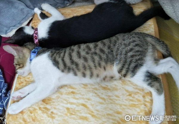 ▲ Eva Ou Yang‎老公當初救援回來2隻小奶貓。（圖／網友Eva Ou Yang‎ 提供，請勿隨意翻拍，以免侵權。）